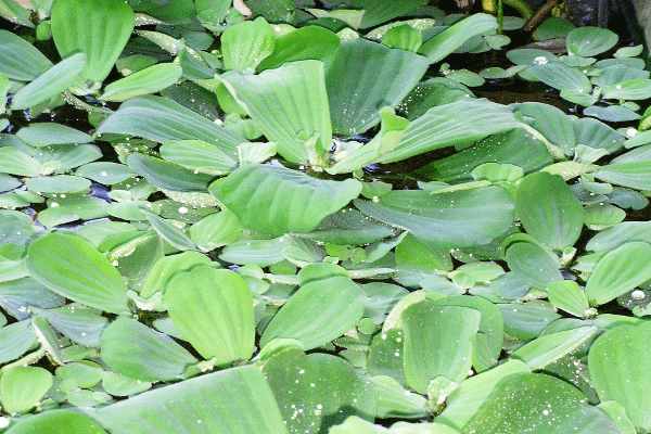 Integrated Aquaculture hier in der Technofisch Pflanzenkläranlage einer Aquaponik kombinierten Fischzucht. Zur Eliminierung der Nährstoffe wurden ökonokisch sinnvolle Wasserpflanzen zur Aquaristik gewählt. Fische waren Welse, Tilapien bzw. Tomatenfische und Regenbogenfische.